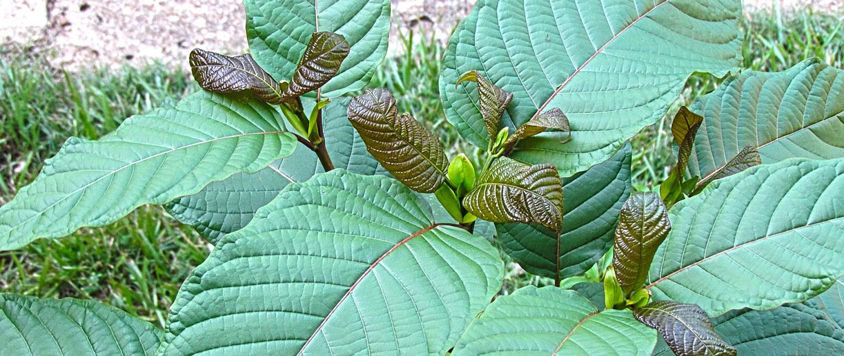 Kratom