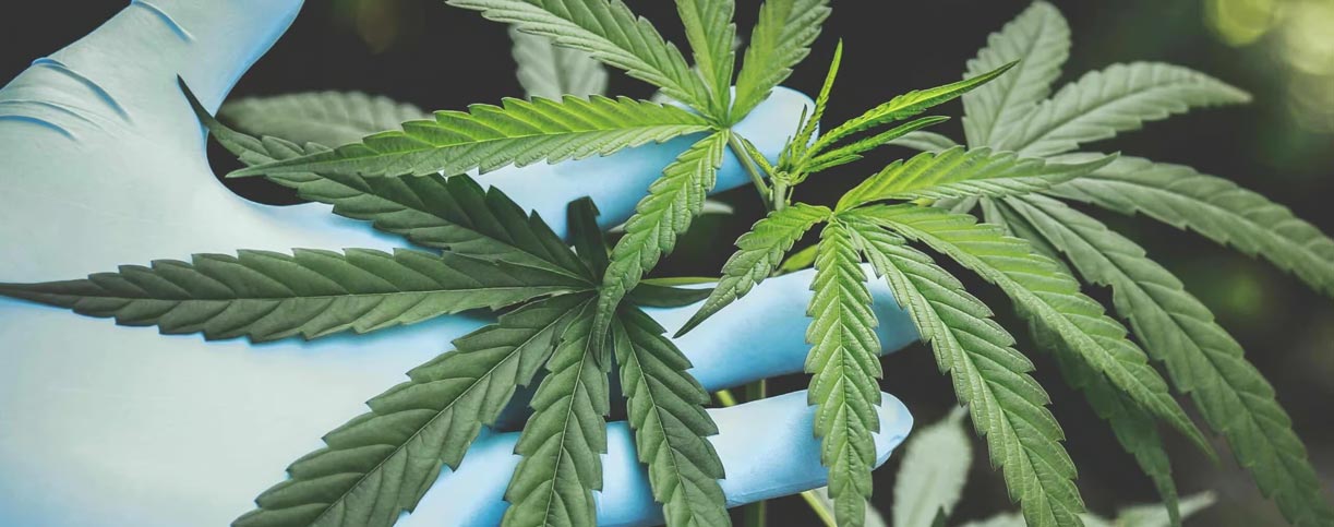 CBD